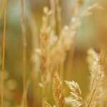 Отверженные